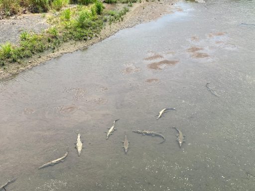 crocodiles in Tarcoles