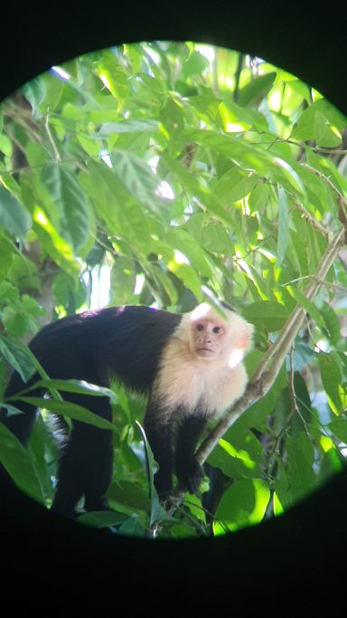 white faced monkey