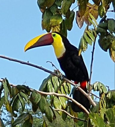 tucan sitting in the garden