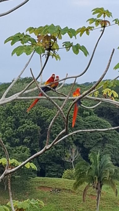 macaws / lapas rojas sitting on a tree totally close to VILLA HERMOSA CLAUDIA