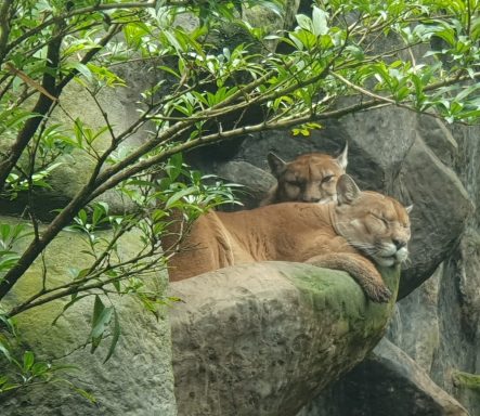 mountain lion - puma in La Paz Waterfall Gardens Nature Park