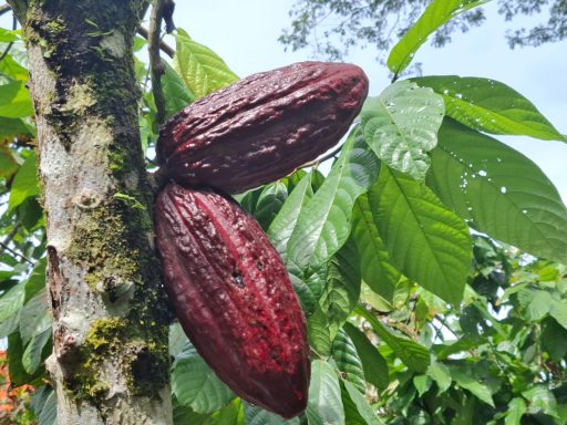 Cacao