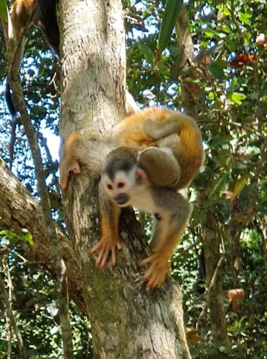 squirrel monkey - mono ardilla squirrel monkey, mono ardilla in Manuel Antonio National parc