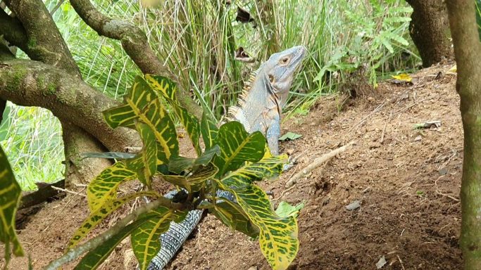 iguana in the garden