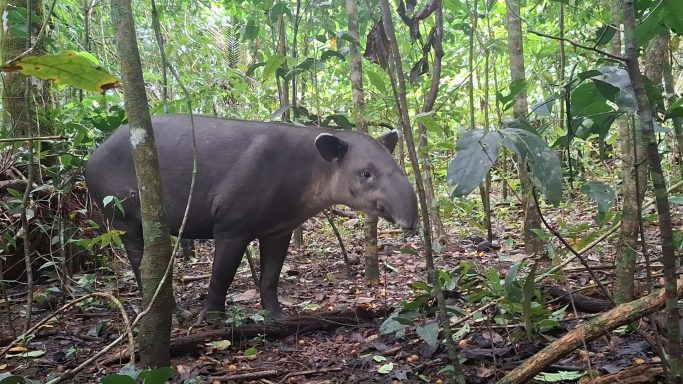 tapir / danta in national parc Corcovado