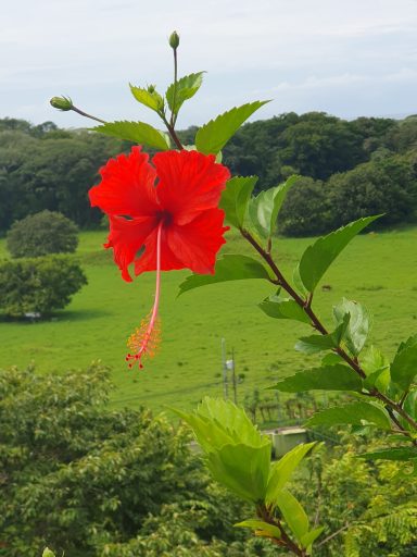 beautiful red hibiscus 