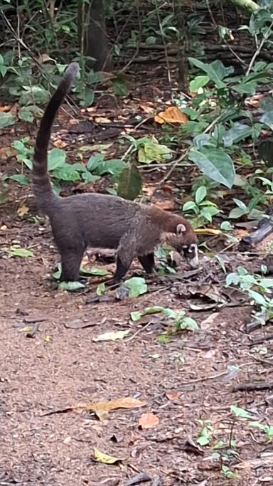 coati / pizote 