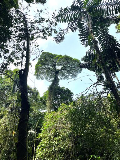 Brokkoli Tree in La Fortuna