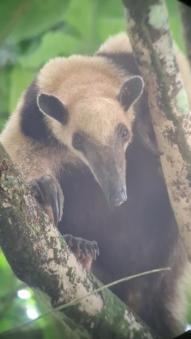anteater / oso hormiguero in national parc Corcovado