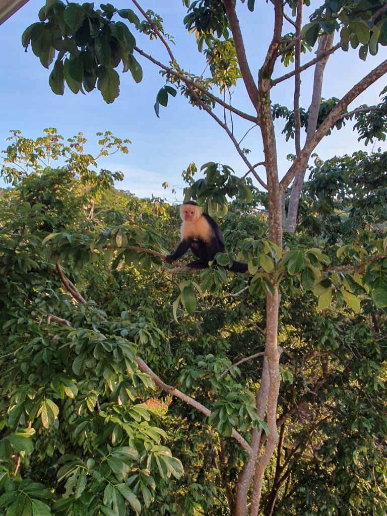 capuchin monkey in the villa´s garden 
