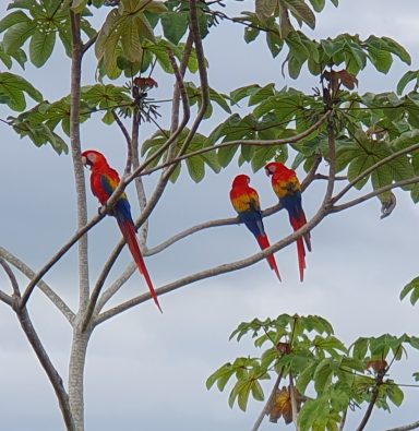 scarlet red macaws sitting on a in the garden of Villa Hermosa Claudia, Playa Hermosa, Jacó, Costa Rica